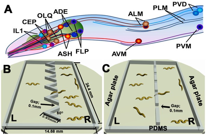 C. elegans sensing of and entrainment along obstacles require different  neurons at different body locations