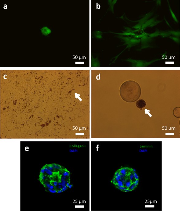 Double emulsion-pretreated microwell culture for the in vitro production of  multicellular spheroids and their in situ analysis