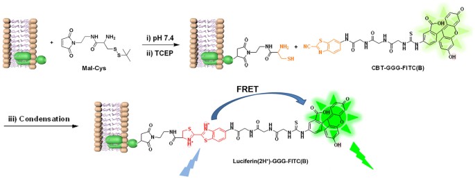 n-acetylcysteine and glutathione NAC