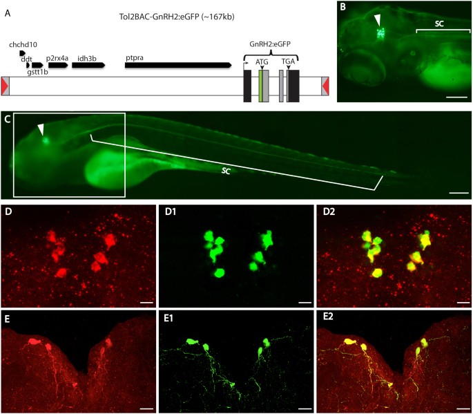 Comprehensive analysis of gnrh2 neuronal projections in zebrafish