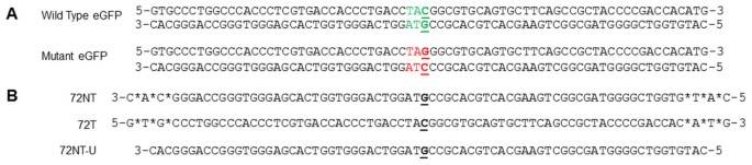 Combinatorial gene editing in mammalian cells using ssodns and talens