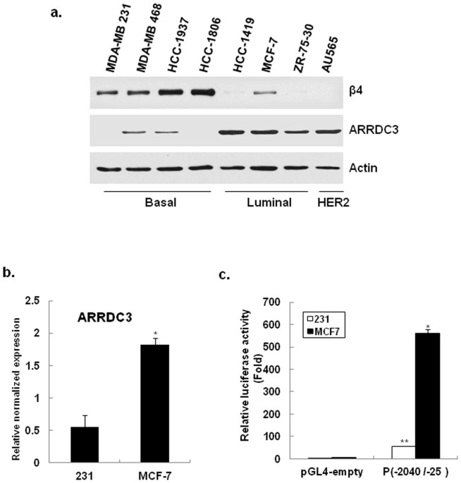 Epigenetic silencing of arrdc3 expression in basal-like breast cancer cells