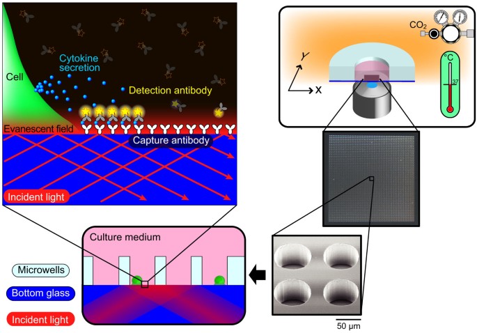 Real-time single-cell imaging of protein secretion | Scientific Reports