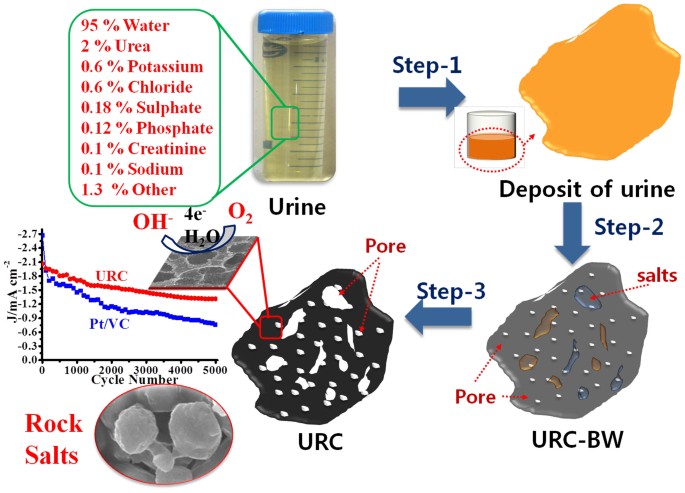 Heteroatom Doped Highly Porous Carbon From Human Urine Scientific Reports