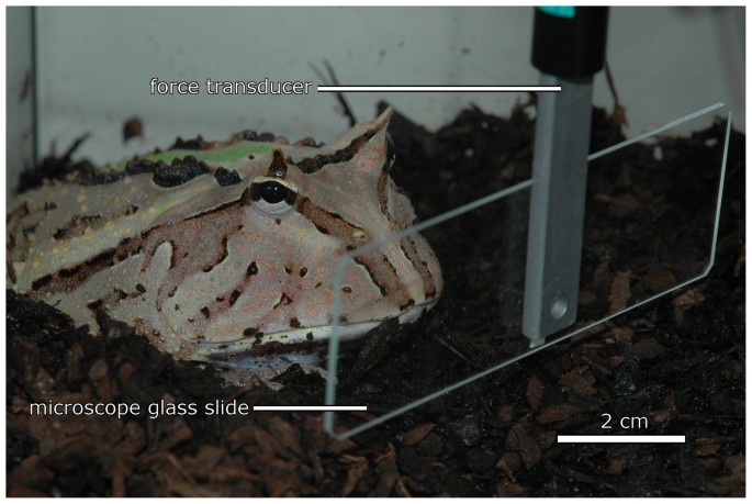 Tongue Adhesion In The Horned Frog Ceratophrys Sp Scientific