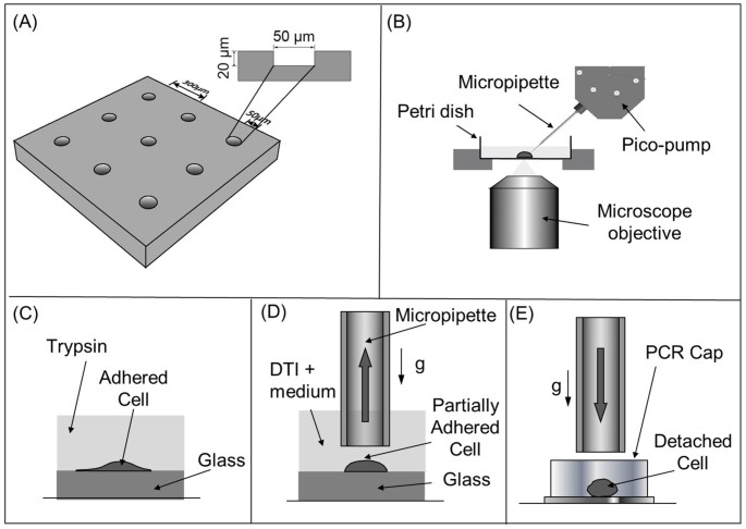 A Minimally Invasive Method for Retrieving Single Adherent Cells of Different Types from Cultures | Scientific Reports A Minimally Invasive Method for Retrieving Single Adherent Cells of Different Types from Cultures | Scientific Reports