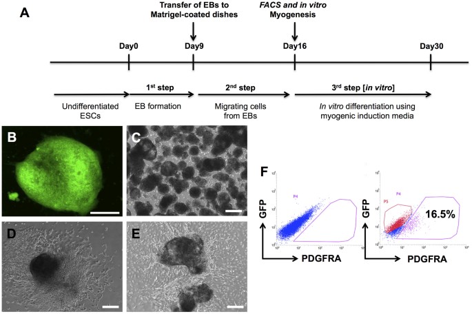 Wnt3a promotes myogenesis of human embryonic stem cells and enhances in vivo engraftment