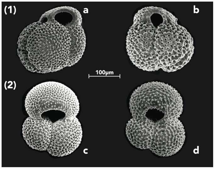 Globigerinoides Ruber Morphotypes In The Gulf Of Mexico A Test Of Null Hypothesis Scientific Reports