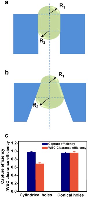 Schematic of the deformed breast in simulation as cylindrical–conical