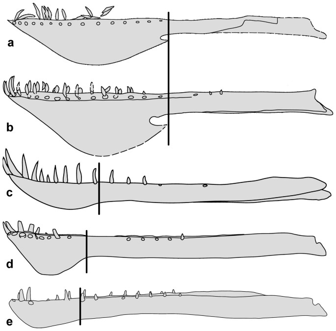 PDF] Comments on the Pteranodontidae (Pterosauria, Pterodactyloidea) with  the description of two new species.