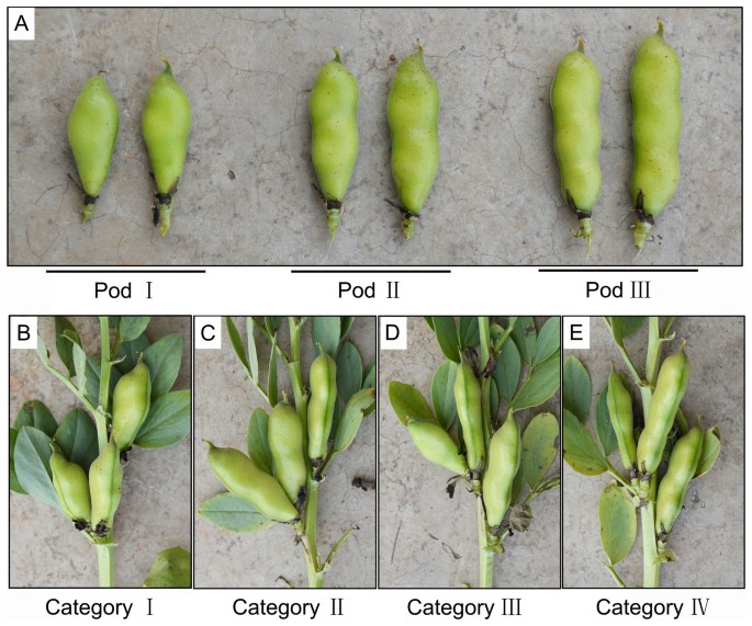 A novel perspective on seed yield of broad bean (Vicia faba L.):  differences resulting from pod characteristics | Scientific Reports