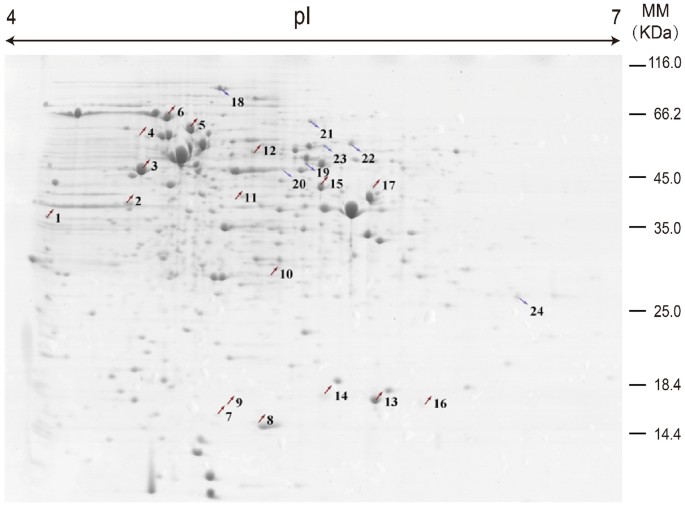 Understanding of how propionibacterium acidipropionici respond to propionic acid stress at the level of proteomics