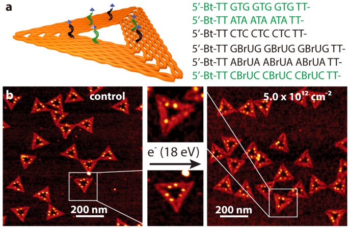 Sequence Dependence Of Electron Induced Dna Strand Breakage Revealed By Dna Nanoarrays Scientific Reports