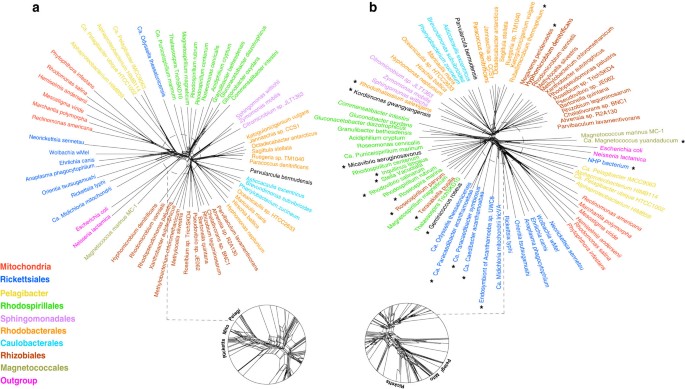 Laboratory maintenance of the bacterial endosymbiont, Neorickettsia sp.,  through the life cycle of a digenean, Plagiorchis elegans - ScienceDirect