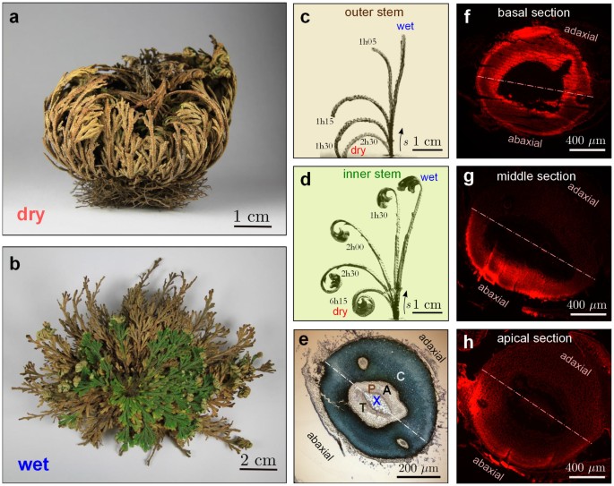 Hydro-Responsive Curling of the Resurrection Plant Selaginella lepidophylla  | Scientific Reports