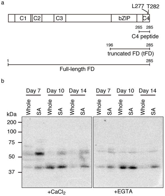 Calcium Dependent Protein Kinases Responsible For The Phosphorylation Of A Bzip Transcription Factor Fd Crucial For The Florigen Complex Formation Scientific Reports Calcium Dependent Protein Kinases Responsible For The Phosphorylation Of A Bzip Transcription Factor Fd Crucial For The Florigen Complex Formation Scientific Reports