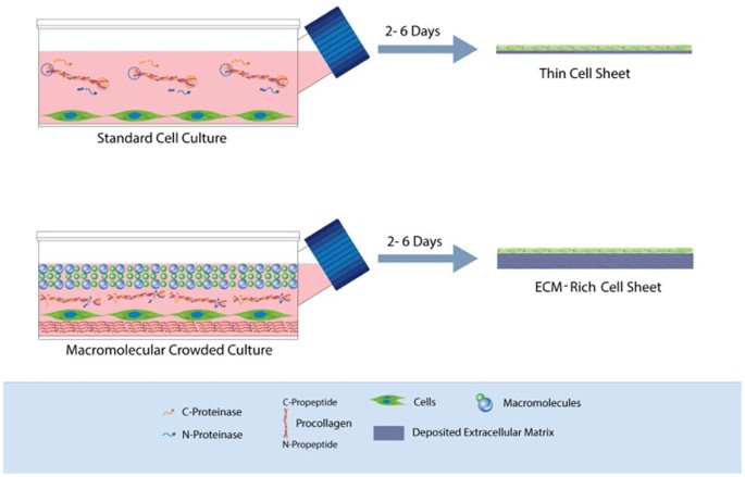 Macromolecularly Crowded In Vitro Microenvironments Accelerate The Production Of Extracellular Matrix Rich Supramolecular Assemblies Scientific Reports