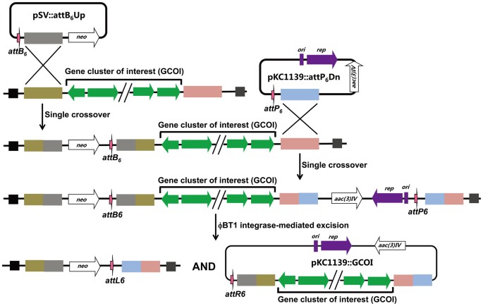 antibiotic gene clusters