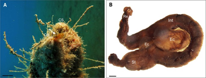 Gut-spilling in chordates: Evisceration in the tropical ascidian Polycarpa mytiligera | Scientific Reports Gut-spilling in chordates: Evisceration in the tropical ascidian Polycarpa mytiligera | Scientific Reports