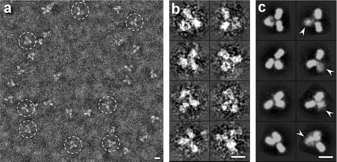 3D Structural Fluctuation of IgG1 Antibody Revealed by Individual Particle  Electron Tomography | Scientific Reports