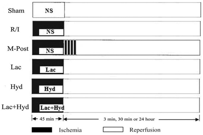 myocardial reperfusion injury