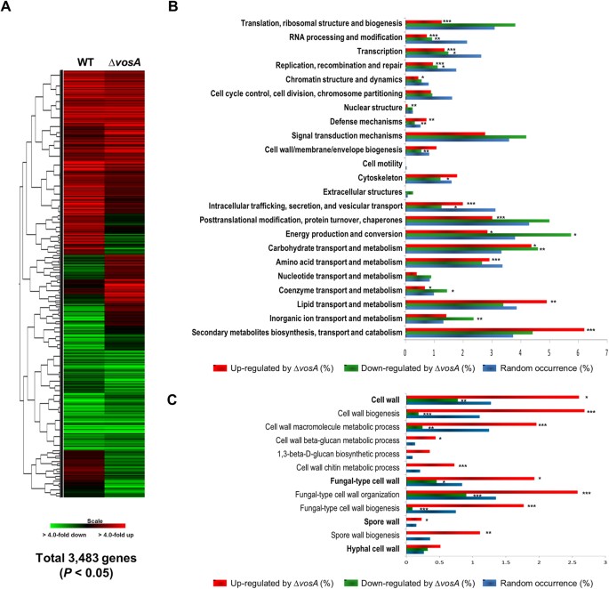Velvet-mediated repression of β-glucan synthesis in Aspergillus nidulans spores