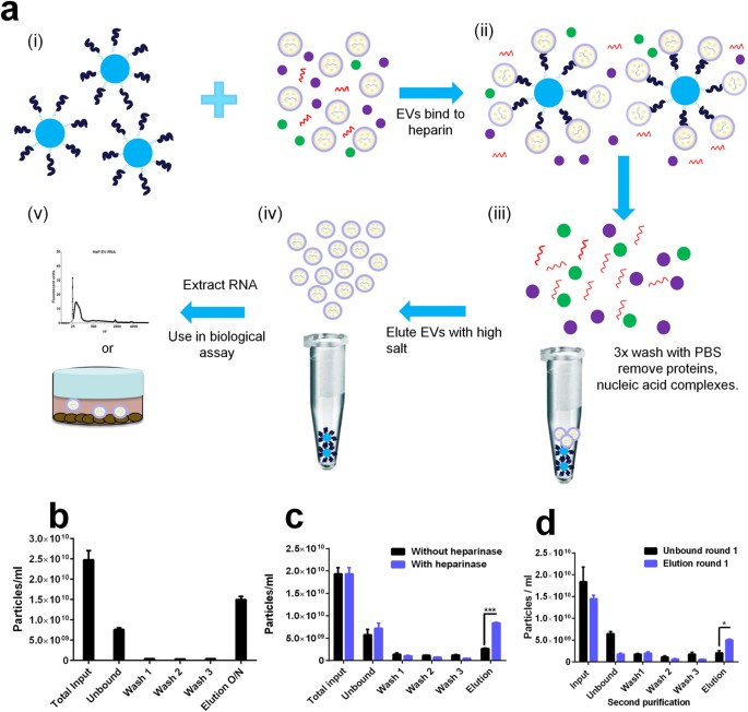 Heparin Affinity Purification Of Extracellular Vesicles Scientific Reports