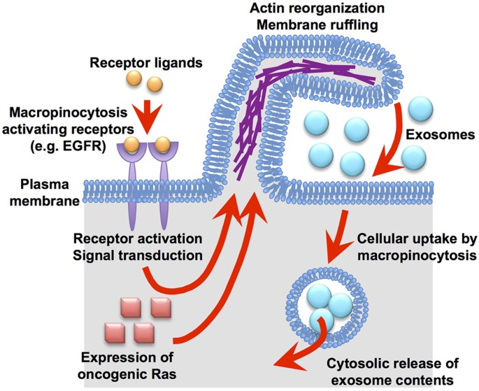 Flavor telegram marathon Active macropinocytosis induction by stimulation of epidermal growth factor  receptor and oncogenic Ras expression potentiates cellular uptake efficacy  of exosomes | Scientific Reports