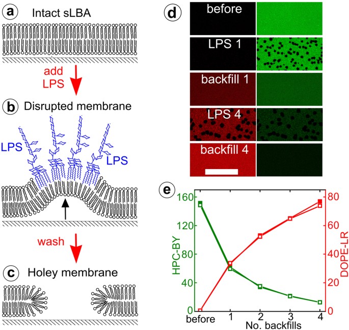 Exploiting Lipopolysaccharide Induced Deformation Of Lipid Bilayers To Modify Membrane Composition And Generate Two Dimensional Geometric Membrane Array Patterns Scientific Reports