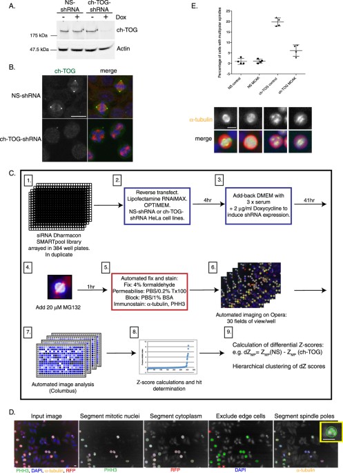 A Sensitised Rnai Screen Reveals A Ch Tog Genetic Interaction Network Required For Spindle Assembly Scientific Reports