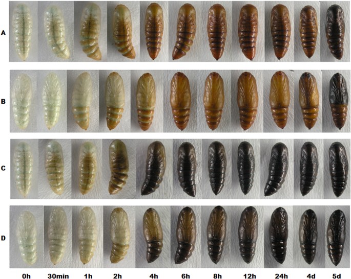Pupal melanization is associated with higher fitness in Spodoptera exigua |  Scientific Reports