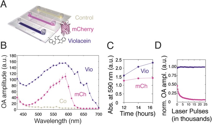 Violacein As A Genetically Controlled Enzymatically Amplified And Photobleaching Resistant Chromophore For Optoacoustic Bacterial Imaging Scientific Reports