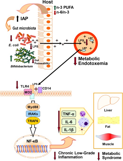 A host-microbiome interaction mediates the opposing effects of omega-6 and  omega-3 fatty acids on metabolic endotoxemia