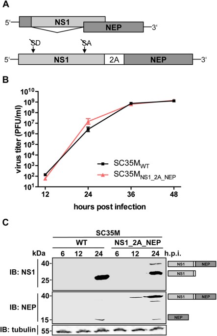 Generation of a variety of stable influenza a reporter viruses by genetic engineering of the ns gene segment