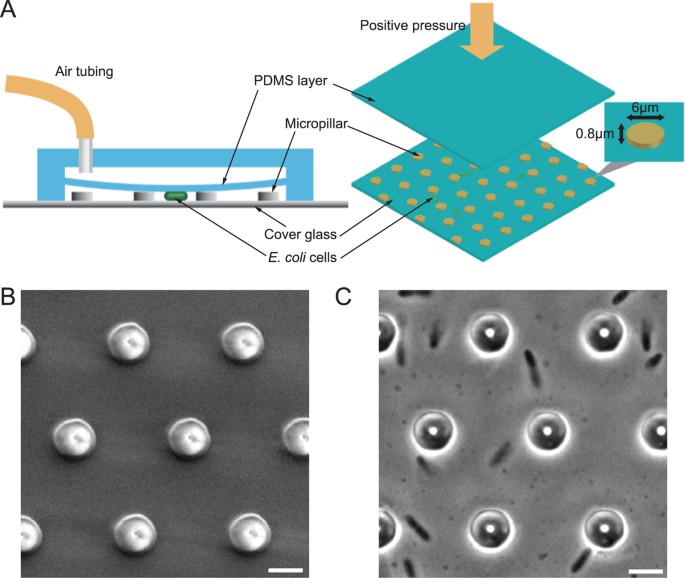 Bacterial Growth And Form Under Mechanical Compression Scientific Reports