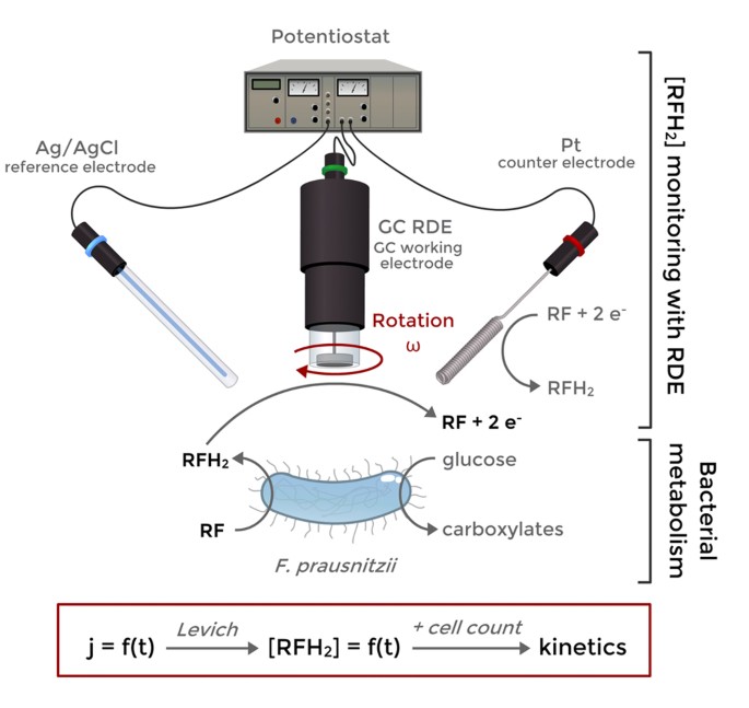 Hydrodynamic chronoamperometry for probing kinetics of anaerobic microbial metabolism – case study of Faecalibacterium prausnitzii
