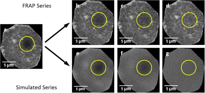 Universal Approach To Frap Analysis Of Arbitrary Bleaching Patterns Scientific Reports