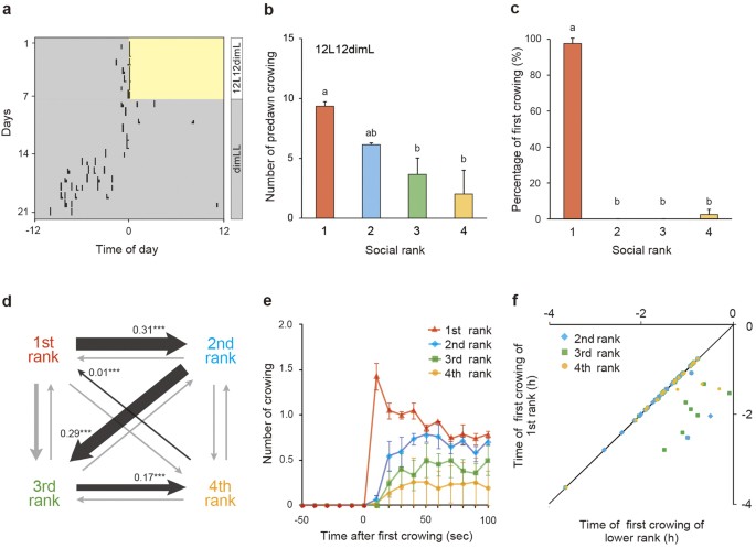 The Highest Ranking Rooster Has Priority To Announce The Break Of Dawn Scientific Reports The Highest Ranking Rooster Has Priority To Announce The Break Of Dawn Scientific Reports