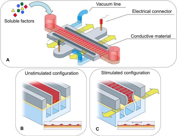 https://media.springernature.com/m685/springer-static/image/art%3A10.1038%2Fsrep11800/MediaObjects/41598_2015_Article_BFsrep11800_Fig1_HTML.jpg