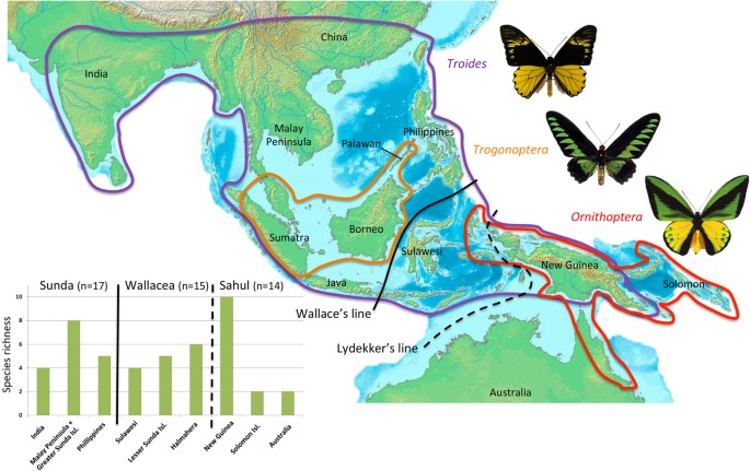 Deciphering the evolution of birdwing butterflies 150 years after Alfred  Russel Wallace | Scientific Reports