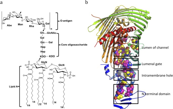 Trapped lipopolysaccharide and LptD intermediates reveal lipopolysaccharide  translocation steps across the Escherichia coli outer membrane | Scientific  Reports