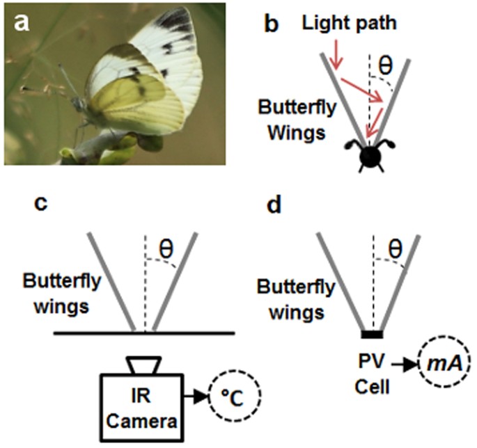White butterflies as solar photovoltaic concentrators