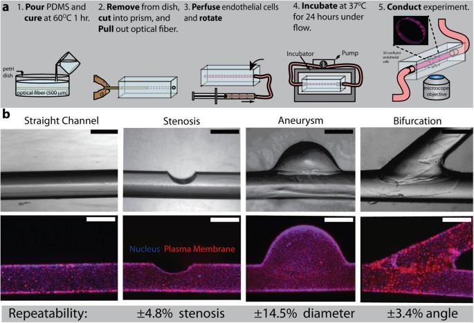 Do It Yourself In Vitro Vasculature That Recapitulates In Vivo Geometries For Investigating Endothelial Blood Cell Interactions Scientific Reports