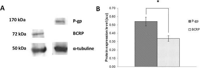 rp And P Gp Relay Overexpression In Triple Negative Basal Like Breast Cancer Cell Line A Prospective Role In Resistance To Olaparib Scientific Reports