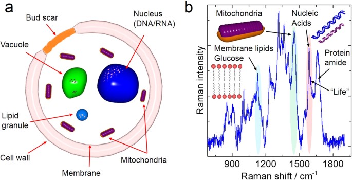 Soportar crisis Soportar The substrate matters in the Raman spectroscopy analysis of cells |  Scientific Reports