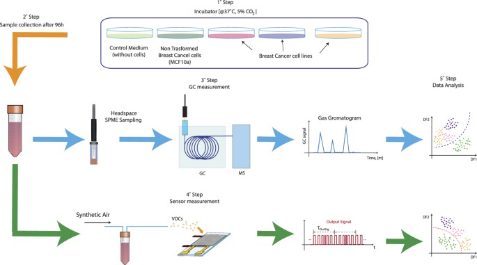 Investigation Of Vocs Associated With Different Characteristics Of Breast Cancer Cells Scientific Reports