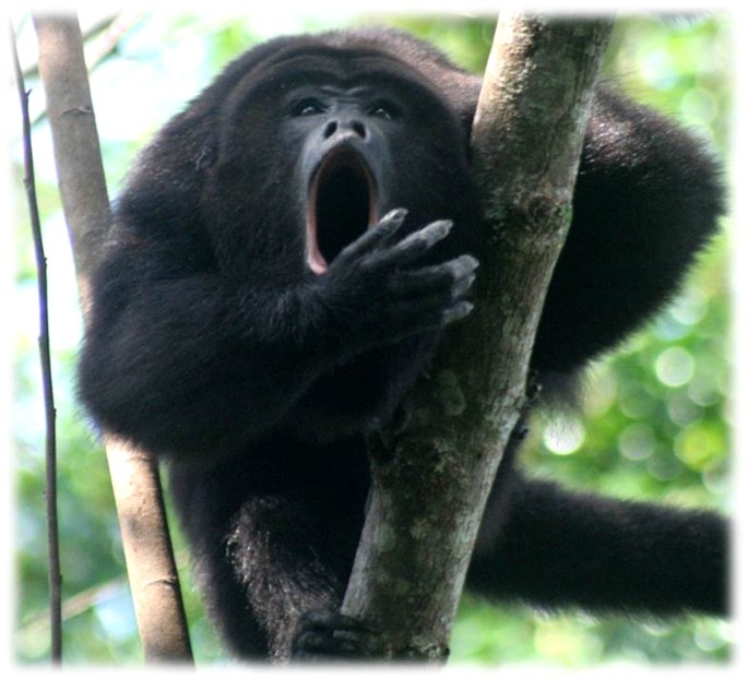 Behavioural innovation and cultural transmission of communication signal in black howler monkeys