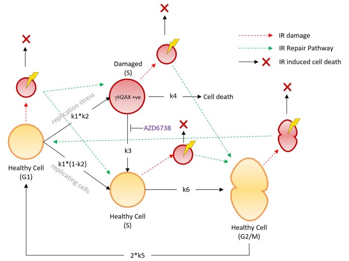 In vivo experiments) The methods of the in vivo experiment schedule.