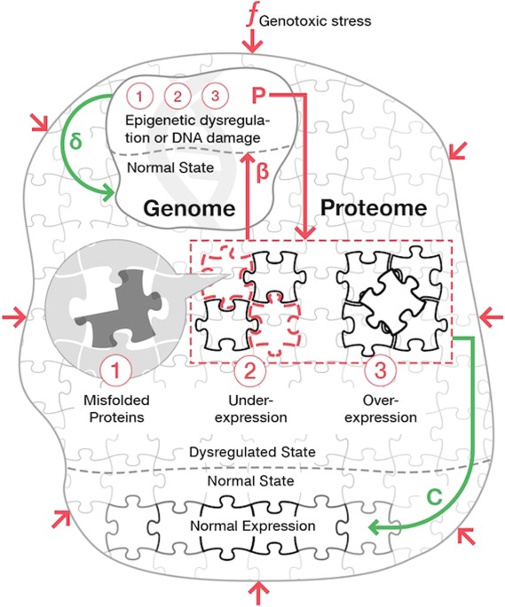 Stability Analysis Of A Model Gene Network Links Aging Stress Resistance And Negligible Senescence Scientific Reports