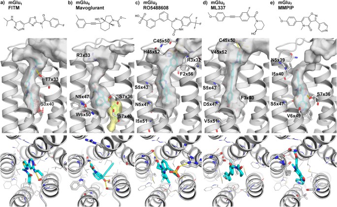 Selective Negative Allosteric Modulation Of Metabotropic Glutamate Receptors A Structural Perspective Of Ligands And Mutants Scientific Reports
